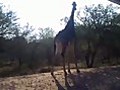 The Tallest Giraffe in the World