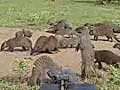 Video - Mongoose Dance