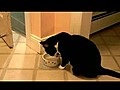 Patisi ile su içen kedi