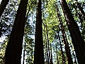 Beautiful Places in HD - Muir Woods National Monument,  CA
