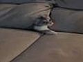 Cat Hides Inside Couch - Funny Cat