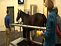 News: Equine Center Raises Bar in Horse Medicine (12/12)
