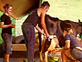 Milking A Cow