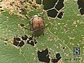 Wild Moments: Green June Beetles Attracted To Fruit