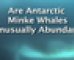 Are Antarctic Minke Whales Unusually Abundant?