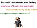 Pet Dogs Physical Examination