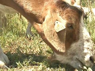 City Hires Hungry Goats to Whack Weeds