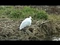 桜町のサギとカモ