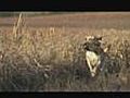 Pheasant Hunting in South Dakota