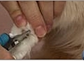 Cat Care - Trimming  Toenails