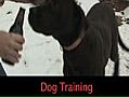 Redneck U Learns you about Dog Training