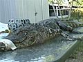 Kids Out Fishing Catch 6-Ft. Gator