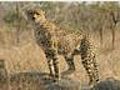Sexy Cheetah Mating Call