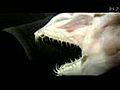 Requin à mâchoire mobile
