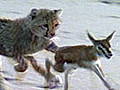 Cheetah vs. Gazelle