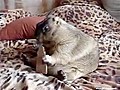 Marmot Enjoys A Cracker