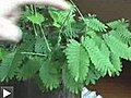 Plante carnivore pas cool : La Mimosa pudica ou plante tactile