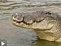 Le plus grand crocodile du monde