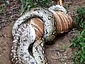 Python Eating Nyala