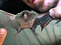 Bat Capture