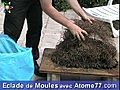 Eclade de moules chez Atome77