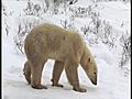 Polar Bears in Churchill - Manitoba,  Canada