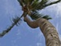 Cocos caem e assustam pedestres em cartão postal de Fortaleza
