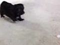 Puppy vs. Ice Cube