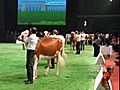 Swiss Expo 2009, concours international bovin