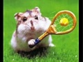 Hamster chantant et dansant.