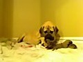 Mastiff puppies make impossibly cute noises