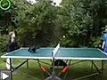 Le chat ping pong