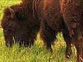 (1113) Bison Grazing On Spring Grass Ranchland With Nursing Calves Stock Footage