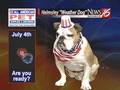 Helmsley the weather dog: Getting ready for the 4th