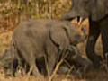 Bold Elephant Calf