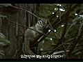 [영상]&#039;샤샤삭&#039; 나무타기의 달인, 다람쥐를 만나다!