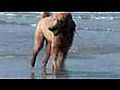 Maui the Standard Poodle Plays Ball at the beach