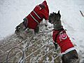 Abby and Maggie Playing in the Snow