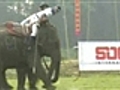 Los elefantes juegan al polo en Tailandia