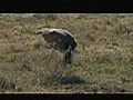 Cory Bustards and Black Storks in Tanzania