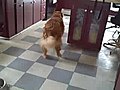 Dog In Reverse