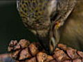 Rearing young crossbills