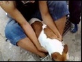 mon chien et moi