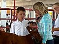 County Fair-Bucket Calves