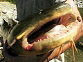 River Monsters: Jeremy’s First Goonch