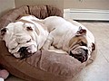 Two Snoring Bulldogs