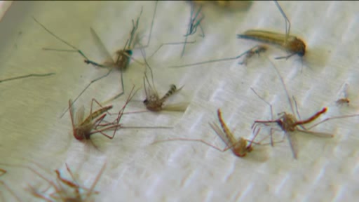 FoxCT: First Case of West Nile 7/1