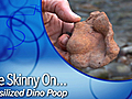 Dinos: The Skinny On Fossilized Dino Poop