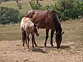 Horse Care-Raising a Foal