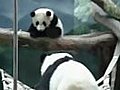 Panda mother hugs baby panda!